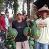 Petani Semangka Jaya Sakti: Embung dan Irigasi Jadi Penopang Hasil Panen di Musim Kemarau
