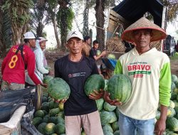 Petani Semangka Jaya Sakti: Embung dan Irigasi Jadi Penopang Hasil Panen di Musim Kemarau