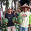Petani Semangka Jaya Sakti: Embung dan Irigasi Jadi Penopang Hasil Panen di Musim Kemarau