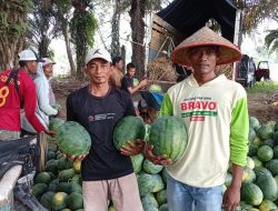 Petani Semangka Jaya Sakti: Embung dan Irigasi Jadi Penopang Hasil Panen di Musim Kemarau