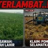 TERLAMBAT..!! Klaim Pompa BBWS 250 Liter Selamatkan 8000 Hektar di Lamsel Berbalik Fakta, Padi Candipuro Sudah Panen, di Rawa Sragi Sudah Lahir Butuh Obat Bukan Air!