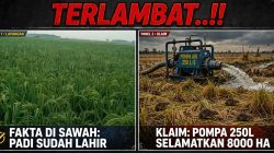 TERLAMBAT..!! Klaim Pompa BBWS 250 Liter Selamatkan 8000 Hektar di Lamsel Berbalik Fakta, Padi Candipuro Sudah Panen, di Rawa Sragi Sudah Lahir Butuh Obat Bukan Air!