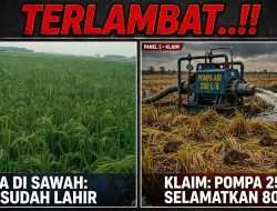 TERLAMBAT..!! Klaim Pompa BBWS 250 Liter Selamatkan 8000 Hektar di Lamsel Berbalik Fakta, Padi Candipuro Sudah Panen, di Rawa Sragi Sudah Lahir Butuh Obat Bukan Air!
