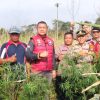 Satresnarkoba Polres Lampung Barat Temukan Diduga Tanaman Ganja di Lahan Belukar Pekon Teba Pring Jaya