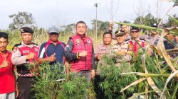 Satresnarkoba Polres Lampung Barat Temukan Diduga Tanaman Ganja di Lahan Belukar Pekon Teba Pring Jaya