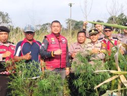 Satresnarkoba Polres Lampung Barat Temukan Diduga Tanaman Ganja di Lahan Belukar Pekon Teba Pring Jaya