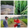 ‎Petani Palas Aji Resah, Hama Beluk Ancam Hasil Panen Padi ‎