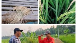 ‎Petani Palas Aji Resah, Hama Beluk Ancam Hasil Panen Padi ‎