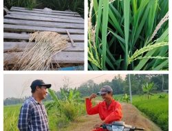 ‎Petani Palas Aji Resah, Hama Beluk Ancam Hasil Panen Padi ‎