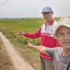 PPL Tinjau Sawah Terdampak Hama Beluk di Palas Aji, Petani Diimbau Lakukan Pencegahan Sejak Awal Tanam
