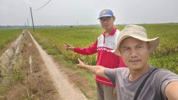 PPL Tinjau Sawah Terdampak Hama Beluk di Palas Aji, Petani Diimbau Lakukan Pencegahan Sejak Awal Tanam