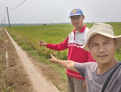 PPL Tinjau Sawah Terdampak Hama Beluk di Palas Aji, Petani Diimbau Lakukan Pencegahan Sejak Awal Tanam